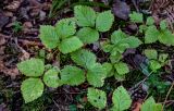 Rubus saxatilis. Вегетирующее растение с погрызенными листьями. Тверская обл., Конаковский р-н, дол. р. Сестра, смешанный лес. 07.09.2024.