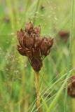 Primula veris. Соплодие со зрелыми вскрывшимися плодами. Беларусь, Витебская обл., окр. пос. Езерище, выкашиваемый суходольный луг. 18.07.2024.