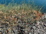 Смотреть изображение Ephedra distachya