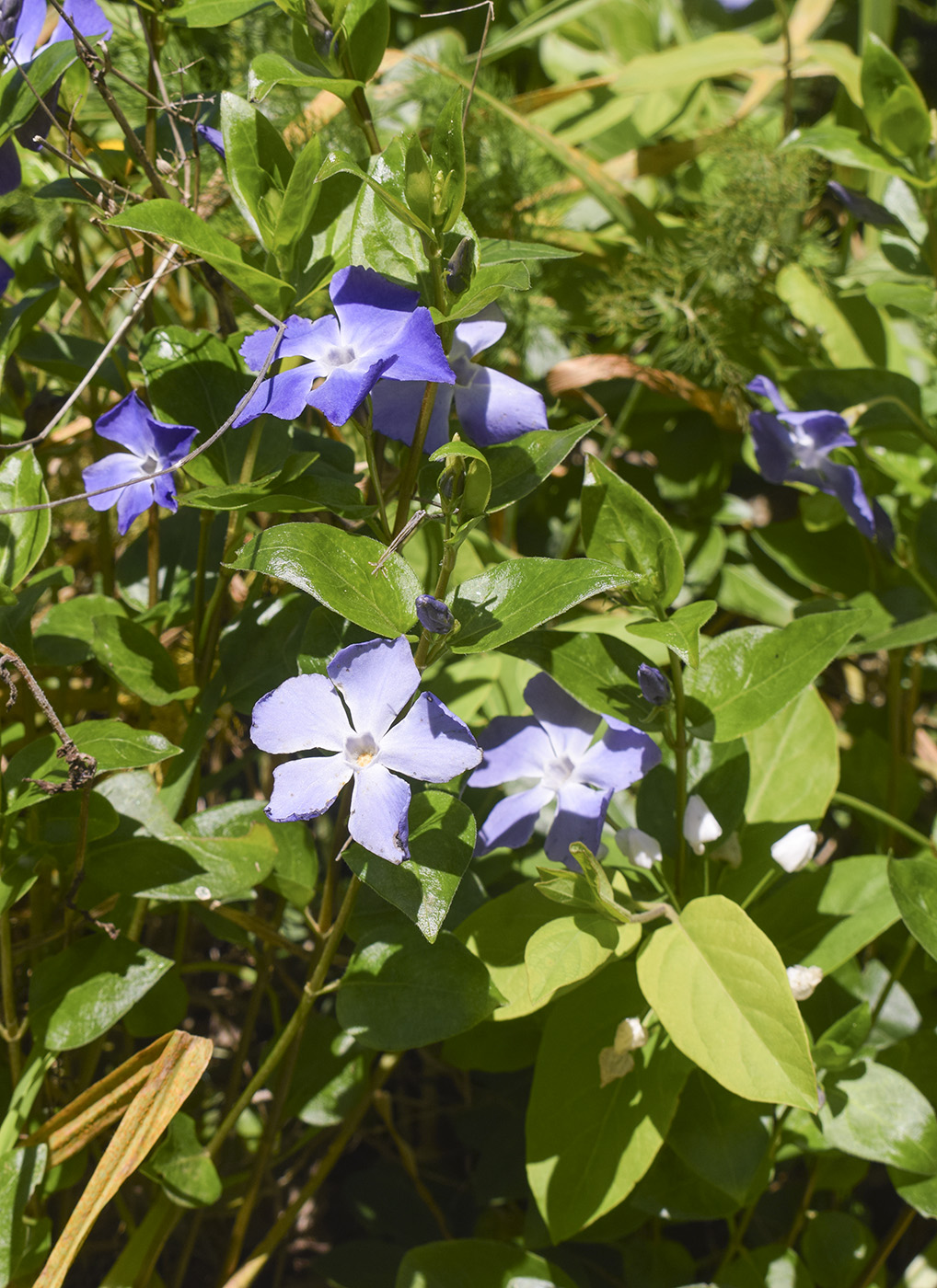 Image of Vinca major specimen.