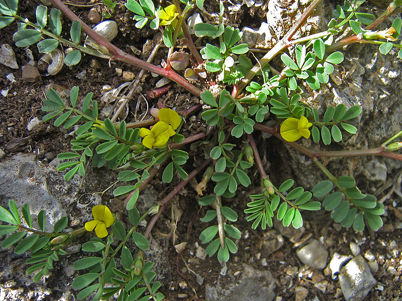 Изображение особи Hippocrepis biflora.