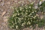 Silene graminifolia