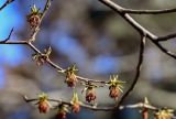 View full-size image Parrotia persica