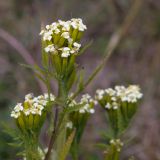 Смотреть изображение семейство Asteraceae