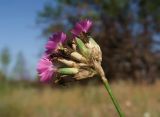 Смотреть изображение Dianthus platyodon