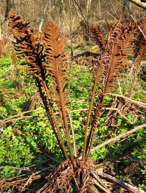 Image of Matteuccia struthiopteris specimen.