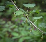 Смотреть изображение Grossularia uva-crispa