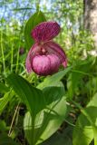 View full-size image Cypripedium macranthos