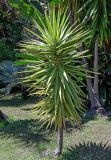 View full-size image Yucca gigantea