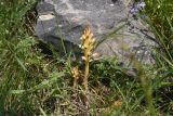 View full-size image Orobanche lutea