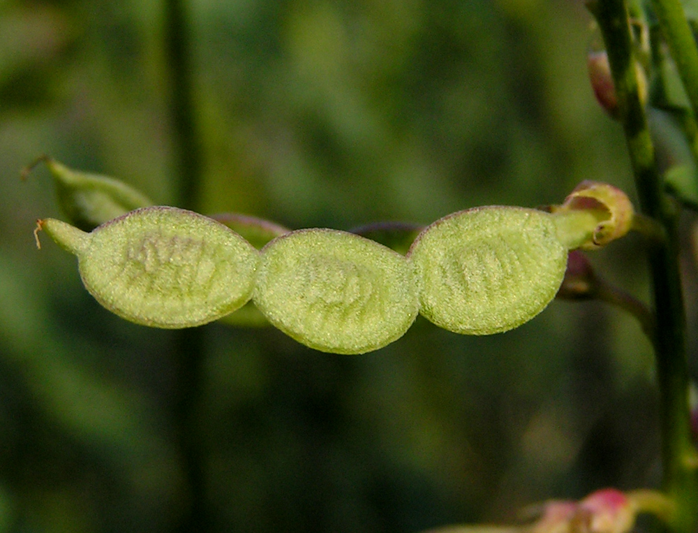 Изображение особи Hedysarum cretaceum.
