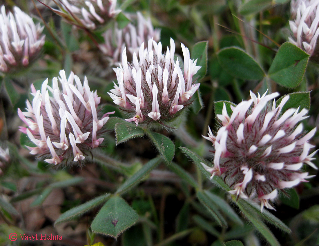 Image of Trifolium hirtum specimen.