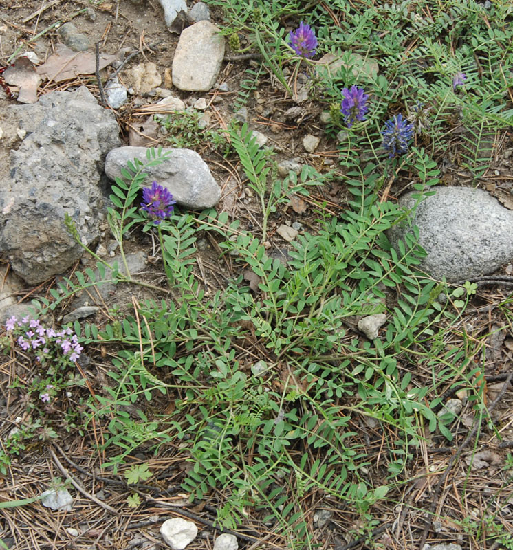 Image of Astragalus adsurgens specimen.