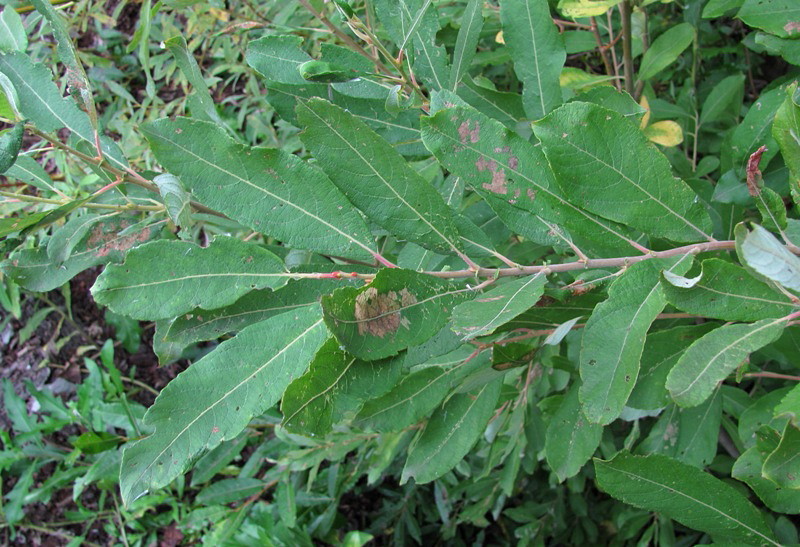 Image of Salix cinerea specimen.