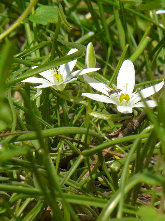 Image of Ornithogalum umbellatum specimen.