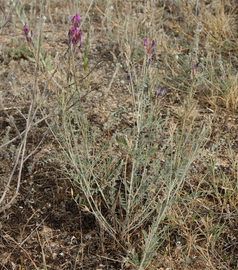 Изображение особи Astragalus varius.