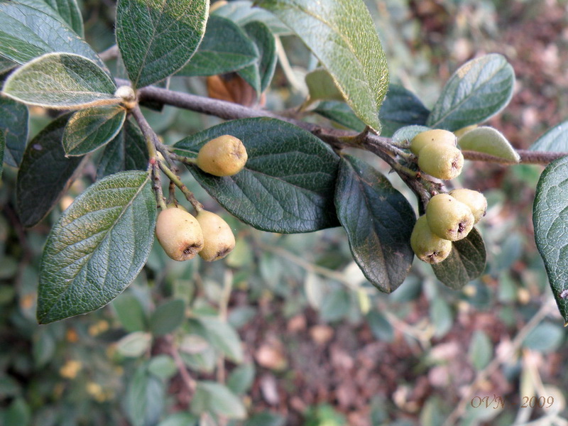 Image of genus Cotoneaster specimen.