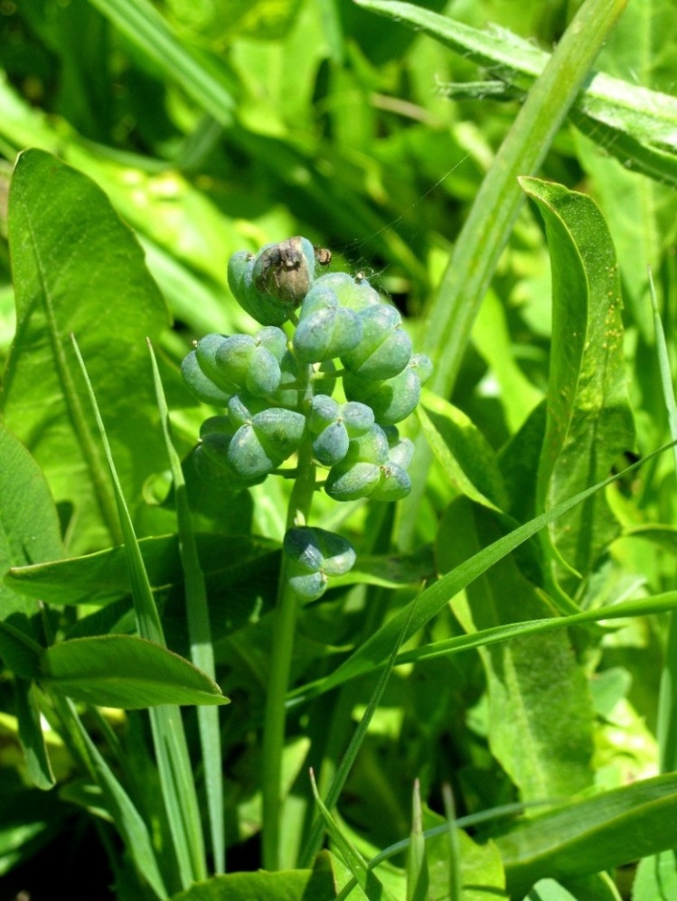 Изображение особи семейство Hyacinthaceae.