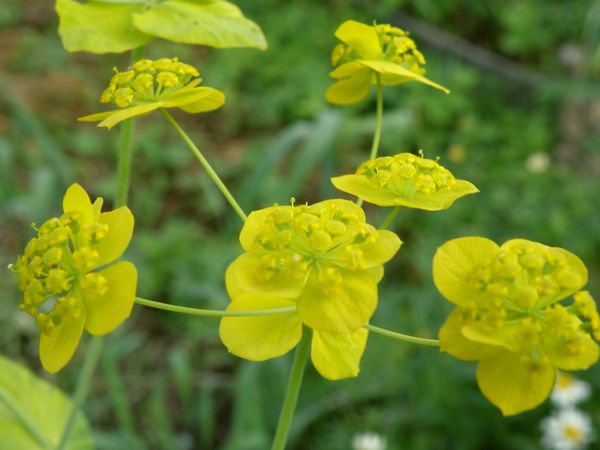 Изображение особи Bupleurum longifolium ssp. aureum.