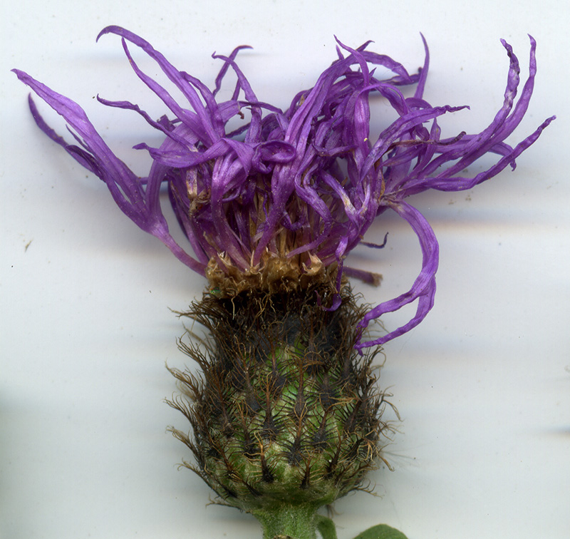 Image of Centaurea phrygia specimen.