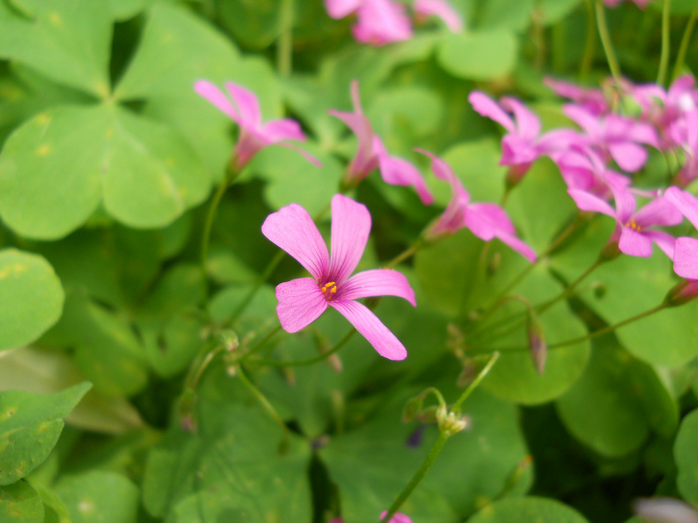 Image of Oxalis articulata specimen.