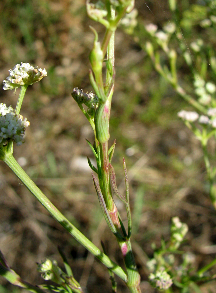 Image of Seseli arenarium specimen.