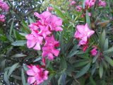 Nerium oleander. Ветви с соцветиями. Крым, г. Ялта, в культуре. 12 июня 2012 г.