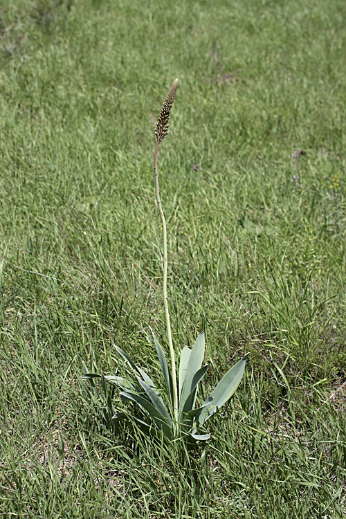 Image of Eremurus regelii specimen.