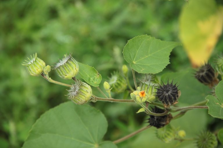 Image of Abutilon theophrasti specimen.