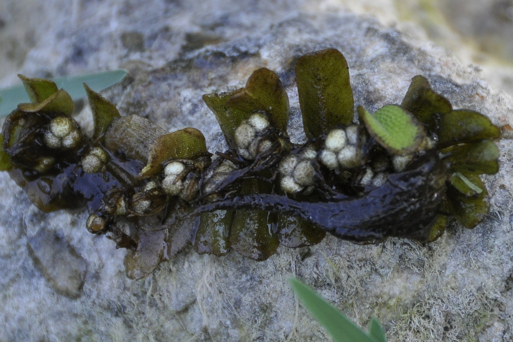 Image of Salvinia natans specimen.