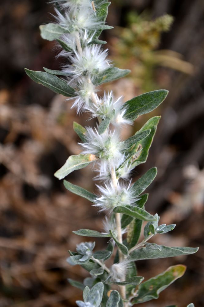 Image of Krascheninnikovia ceratoides specimen.