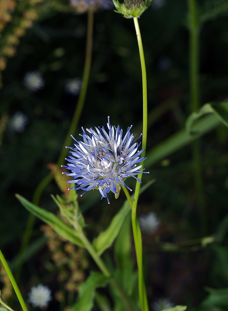 Image of Jasione montana specimen.