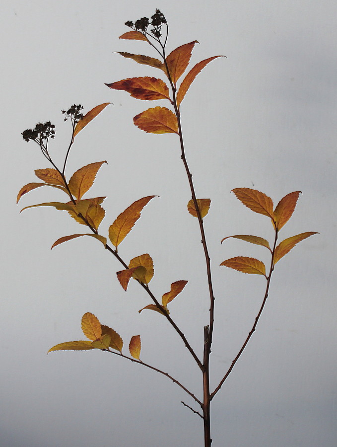 Image of Spiraea japonica specimen.