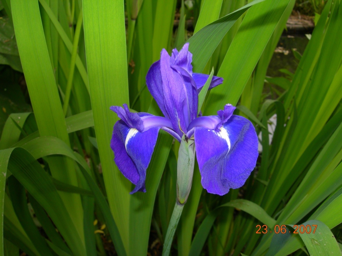 Image of Iris laevigata specimen.