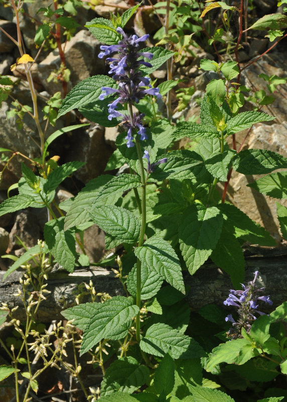 Изображение особи Nepeta manchuriensis.