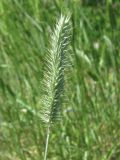 Agropyron pectinatum. Колос (морфа с восковым налётом). Украина, г. Запорожье, о-в Хортица. 28.05.2011.