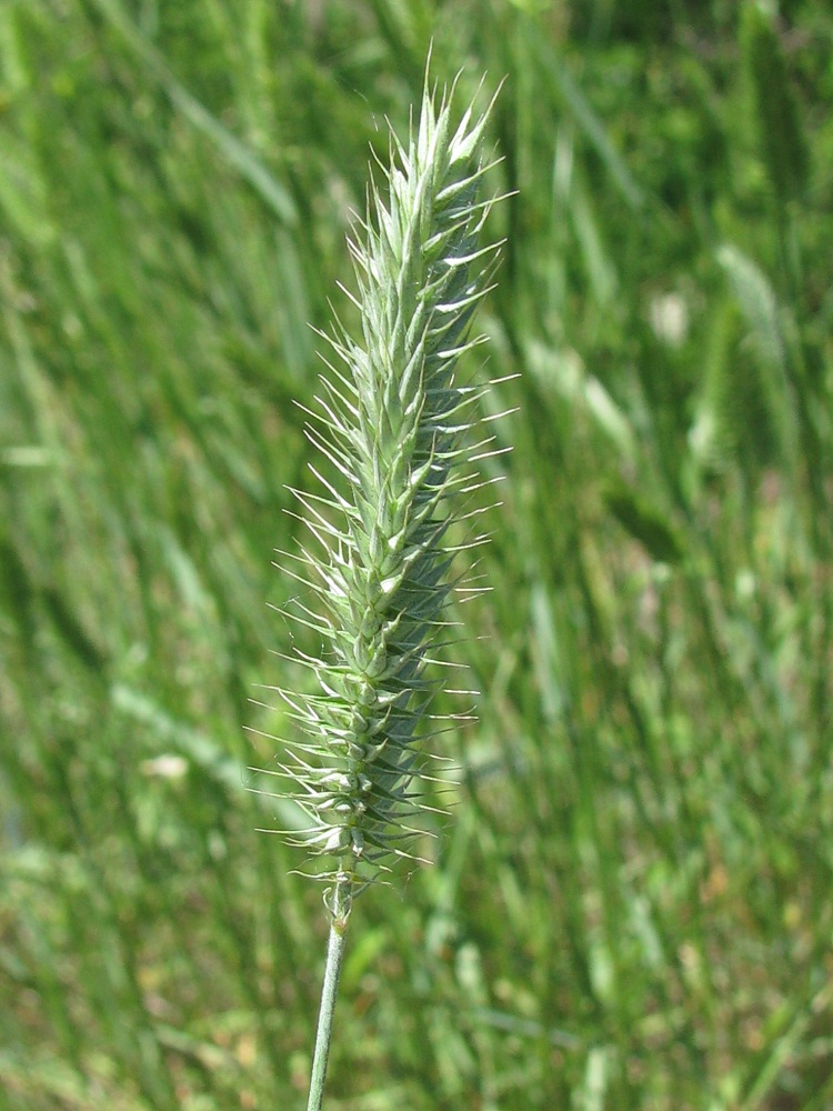 Изображение особи Agropyron pectinatum.