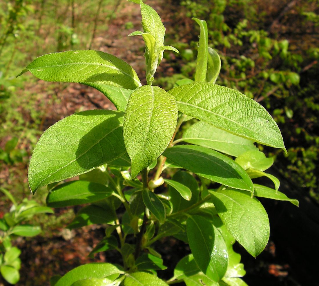 Image of Salix caprea specimen.