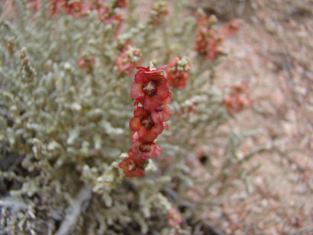 Image of Salsola gemmascens specimen.