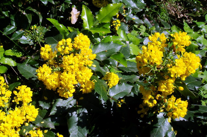 Image of Mahonia aquifolium specimen.