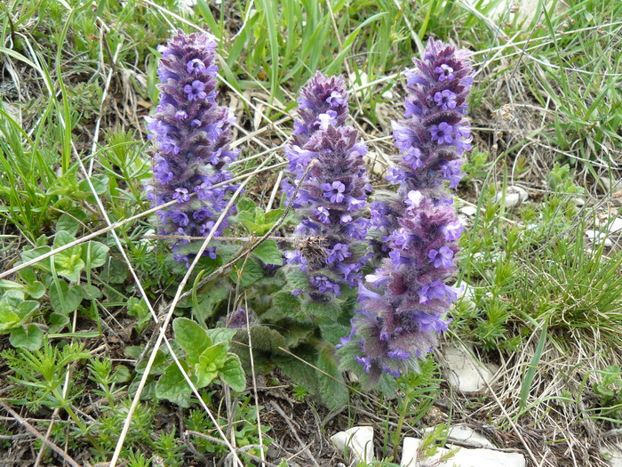 Image of Ajuga orientalis specimen.