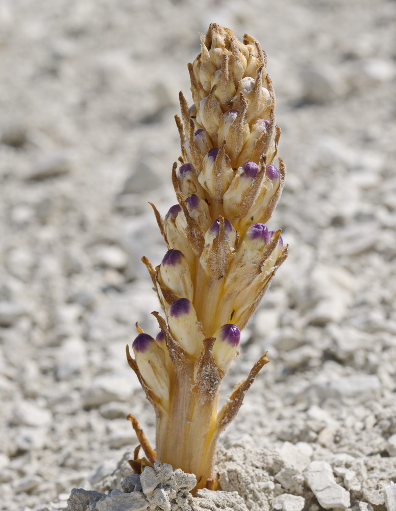 Image of Cistanche salsa specimen.