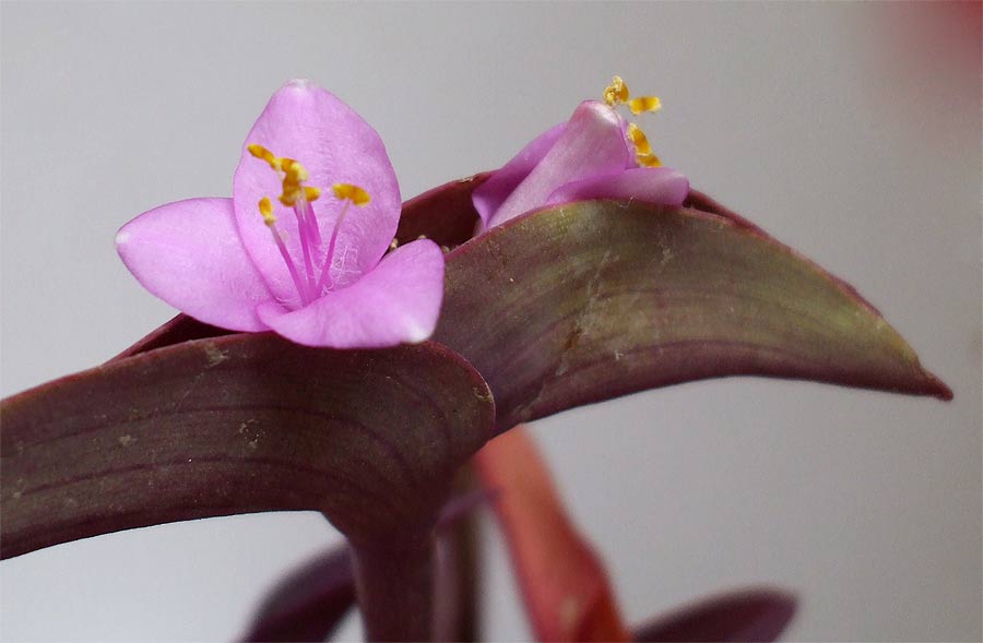 Image of Tradescantia pallida specimen.