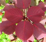 Смотреть изображение Euphorbia cotinifolia