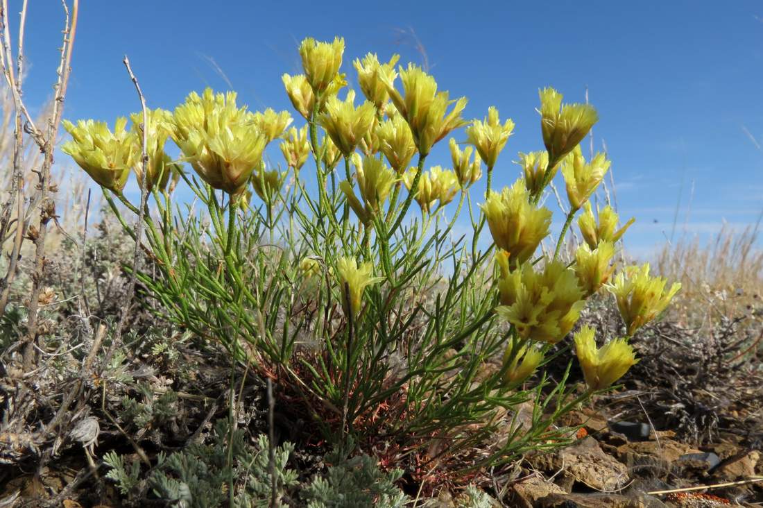 Image of Limonium chrysocomum specimen.