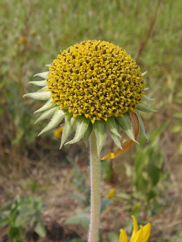 Image of Helianthus mollis specimen.