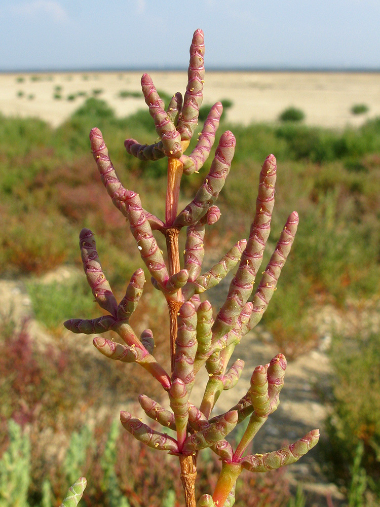 Изображение особи Salicornia perennans.