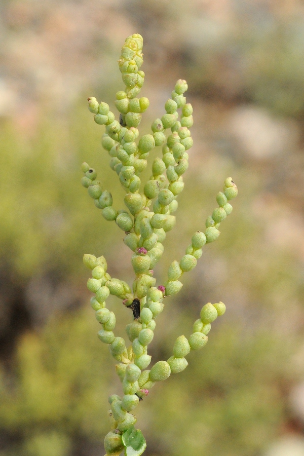 Image of Kalidium schrenkianum specimen.