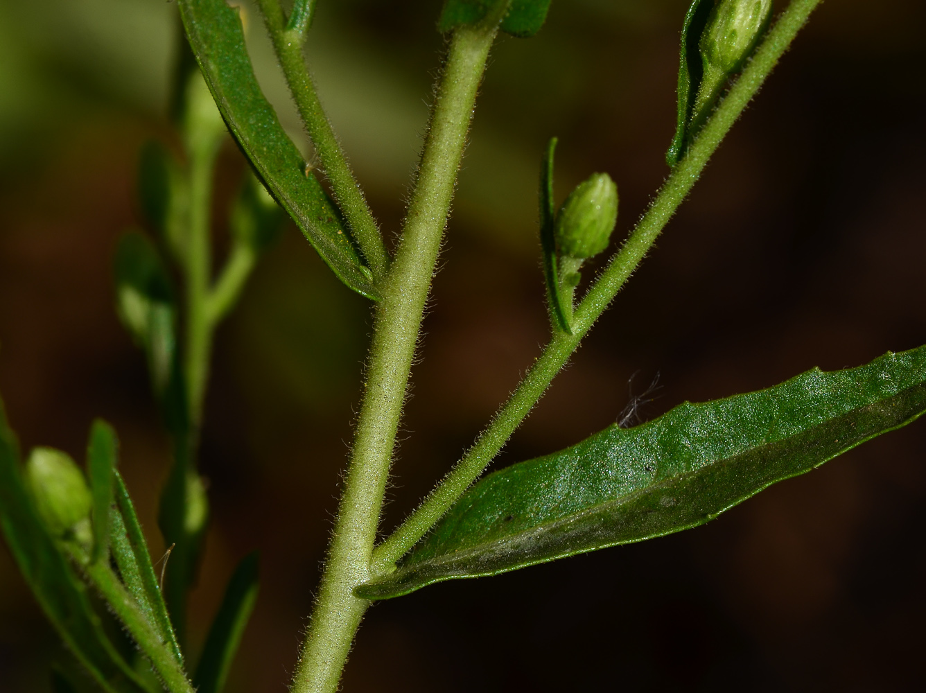 Image of Dittrichia viscosa specimen.