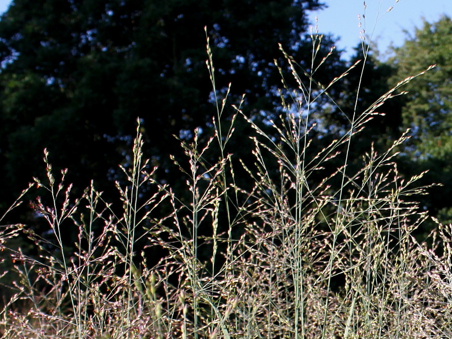 Image of Panicum virgatum specimen.